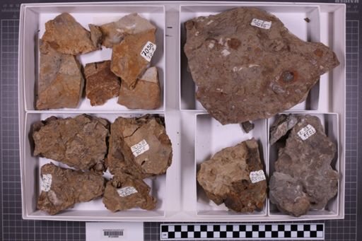 mixed taxa, stratigraphic collection