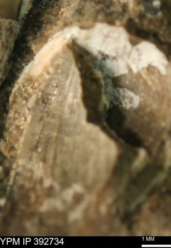 Limopsis?