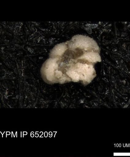 undet. Rugoglobigerinidae