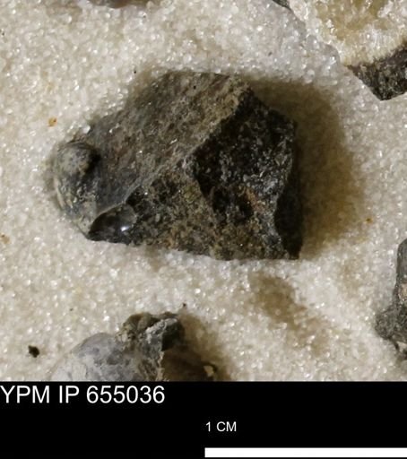 Protocardia
