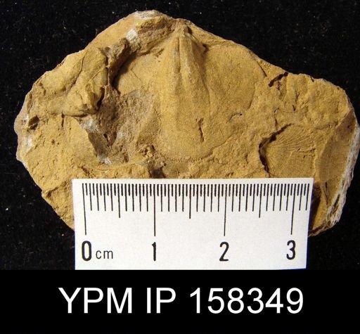 Megalanteris thunei