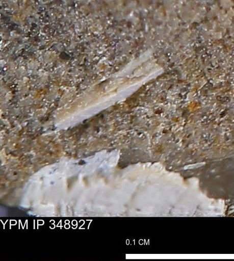undet. Mollusca