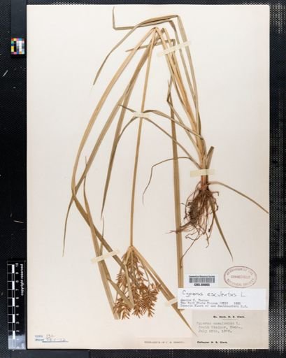 Cyperus esculentus