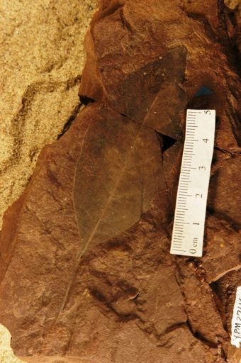 Andromeda delicatula