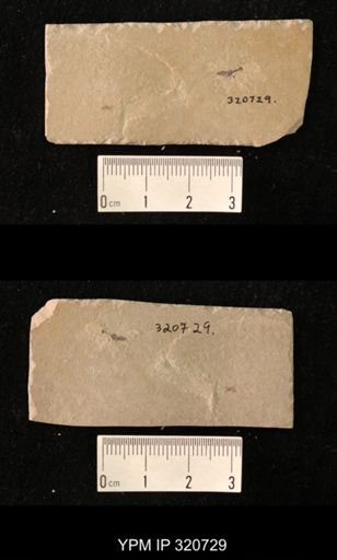 undet. Raphidioptera