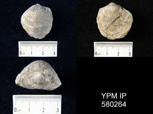 Desquamatia (Seratrypa)?