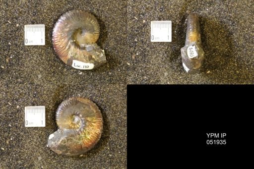 Hoploscaphites comprimus