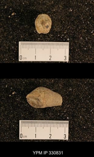 Meekospira peracuta choctawensis