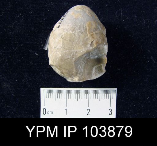 Meristella laevis