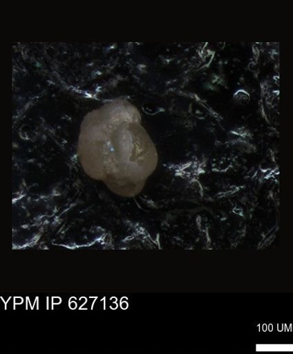 undet. Foraminiferida