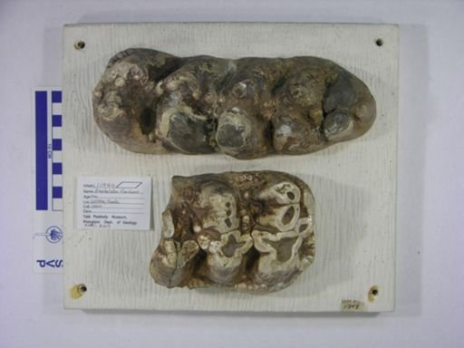 Amebelodon floridanus