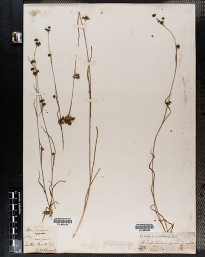 Rhynchospora