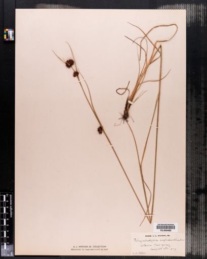 Rhynchospora cephalantha