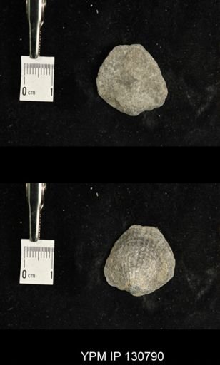 Spinatrypa spinosa