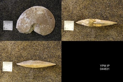 Sphenodiscus lenticularis
