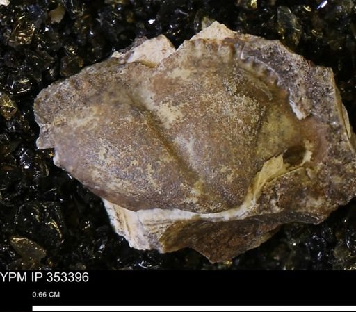 Parallelodon sp.