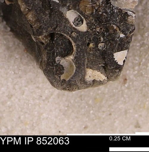 Gastropoda