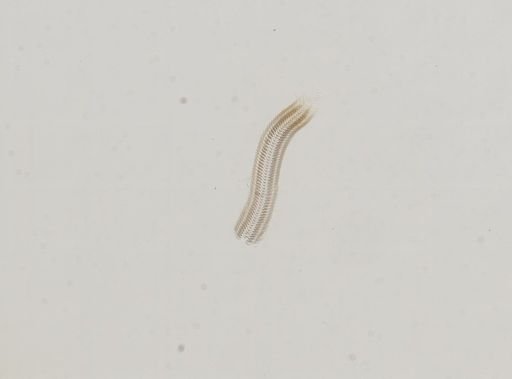 Amnicola limosus