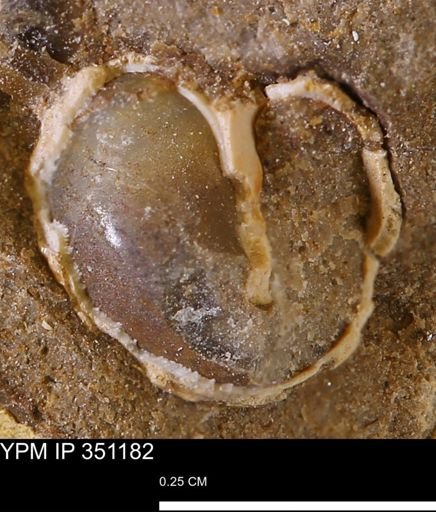 undet. Mollusca