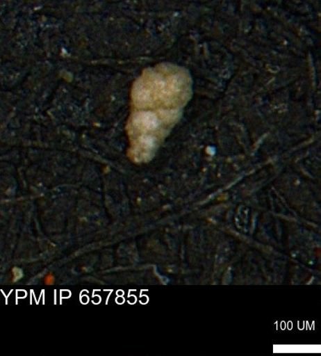 Verneuilinoides kansasensis