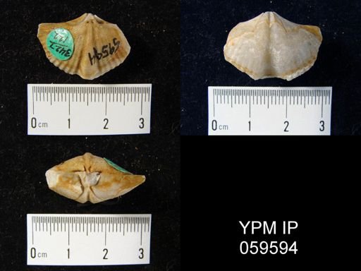 Spirifer worthenanus