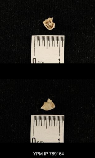 undet. Brachiopoda