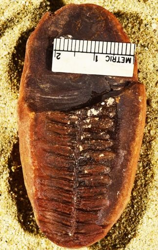 Pecopteris lamurensis