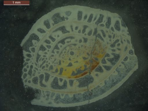 Schwagerina extumida