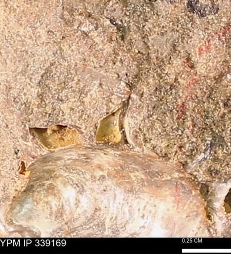 undet. Mollusca