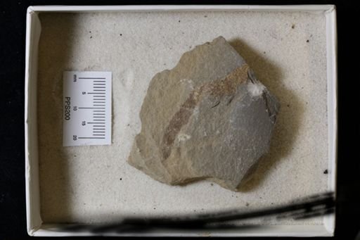 Bryozoa