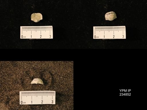 Marginifera fragilis