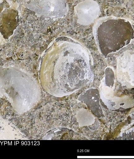 Corbulamella sp.