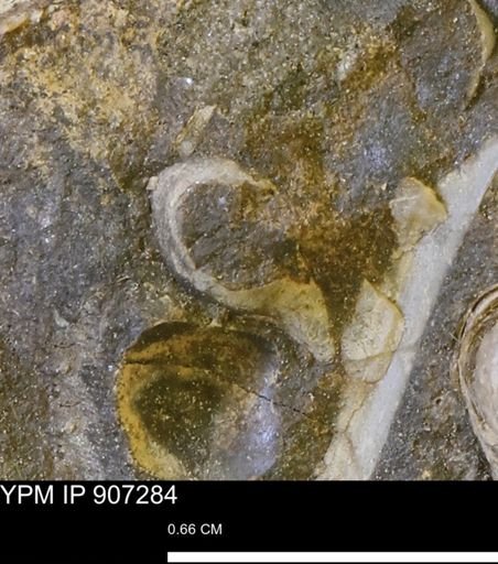 undet. Bivalvia