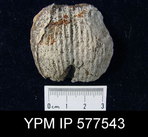 Productus ivesi