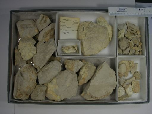 Testudinata