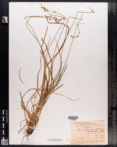 Carex sterilis