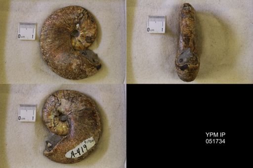 Hoploscaphites nicolletii
