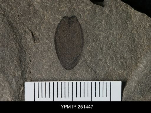 Eurypterus sp.