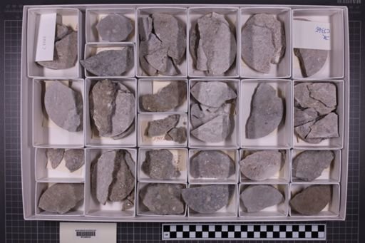 mixed taxa, stratigraphic collection