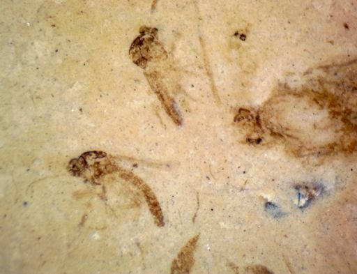 undet. Diptera