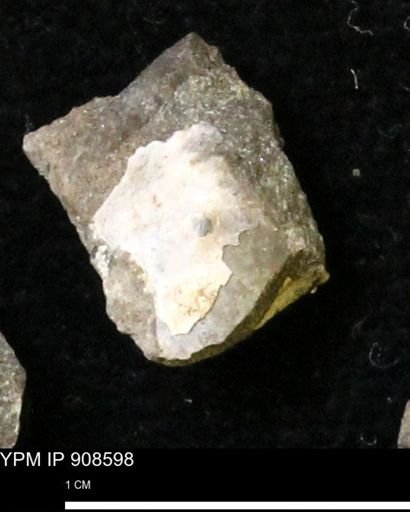undet. Bivalvia