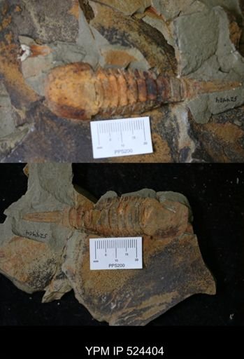 Tremaglaspis sp.