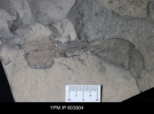 Eurypterus lacustris