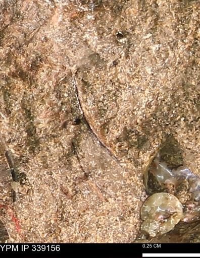 undet. Bivalvia