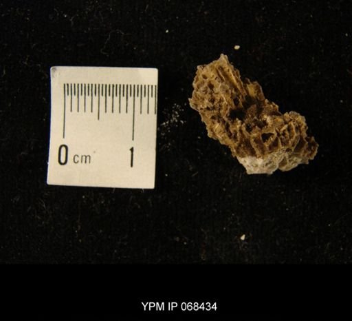 Favistella sp.