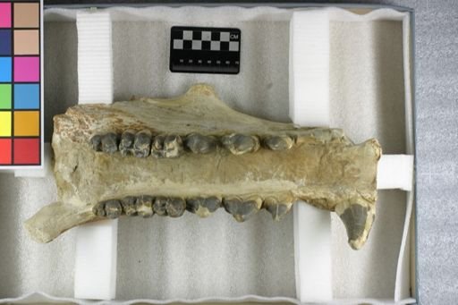Archaeotherium crassum