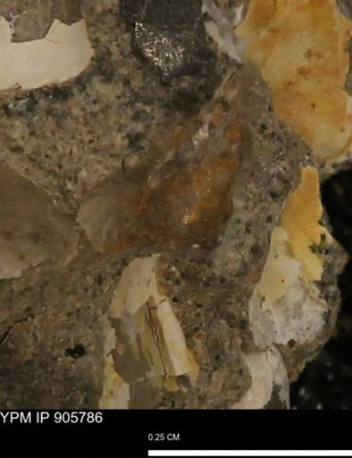 undet. Mollusca
