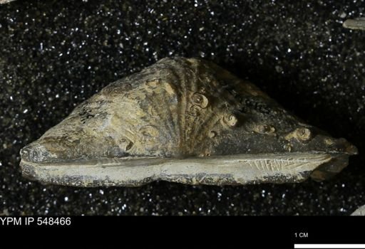 Stropheodonta kemperi