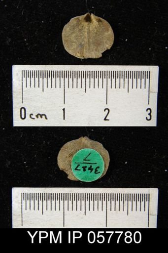Rhipidomella oblata