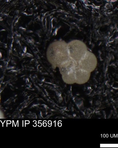 undet. Foraminiferida